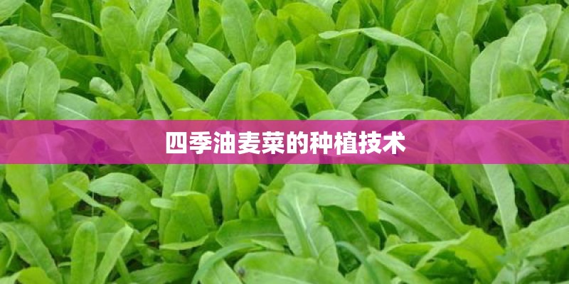 四季油麦菜的种植技术