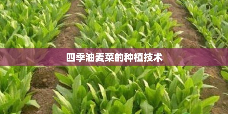 四季油麦菜的种植技术