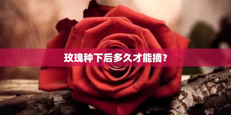 玫瑰种下后多久才能摘？