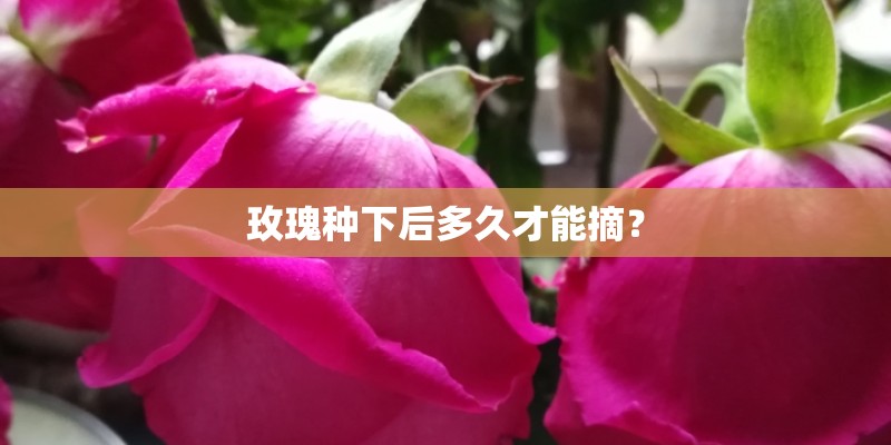 玫瑰种下后多久才能摘？
