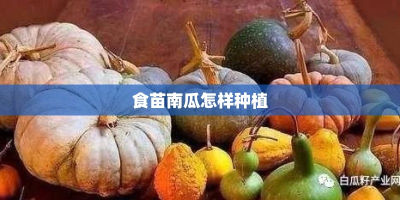 食苗南瓜怎样种植