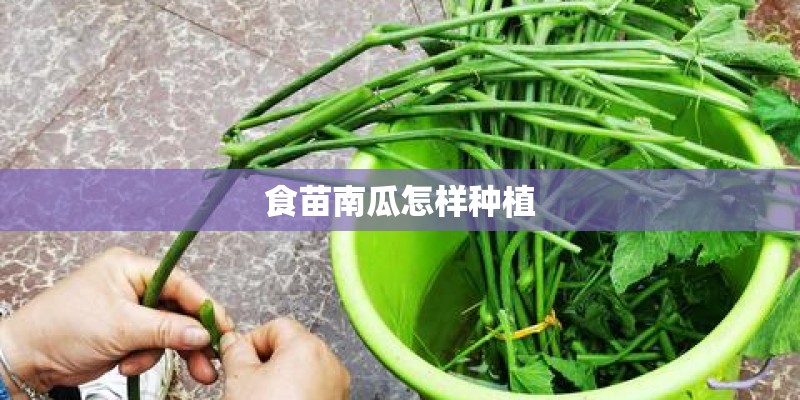 食苗南瓜怎样种植