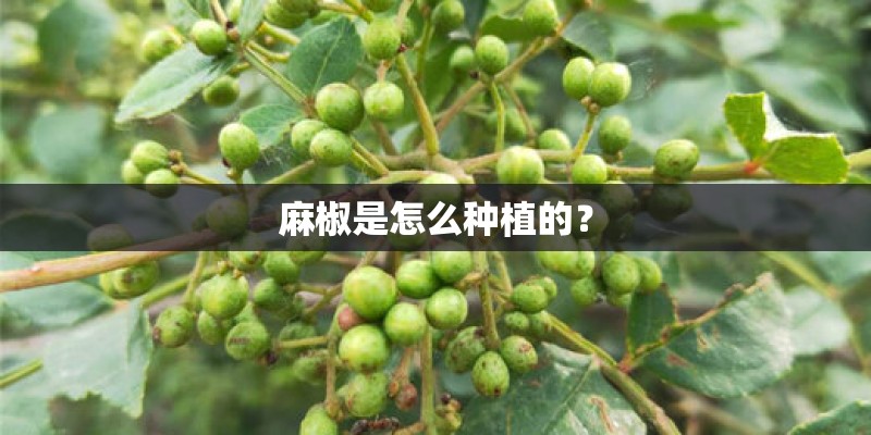 三星手机D808和D828有什么区别？