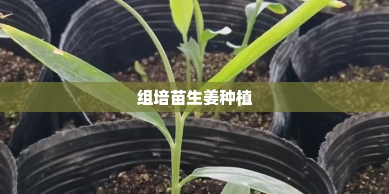 组培苗生姜种植