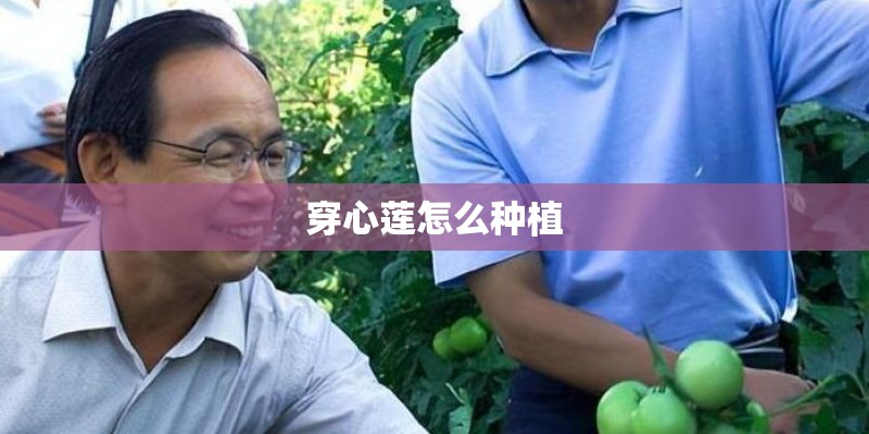 穿心莲怎么种植
