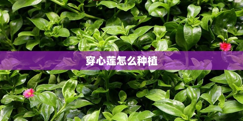 穿心莲怎么种植