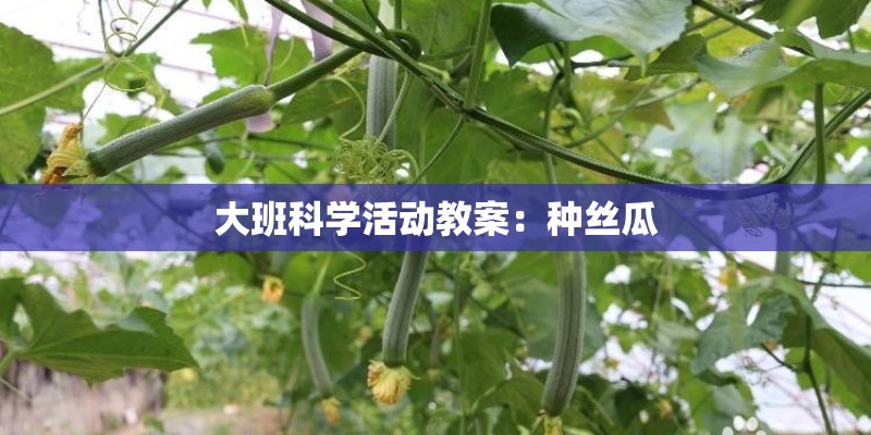 大班科学活动教案：种丝瓜