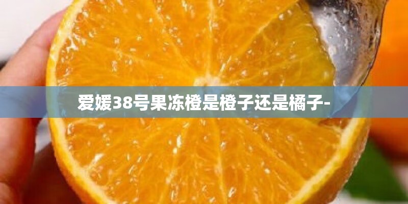 爱媛38号果冻橙是橙子还是橘子-