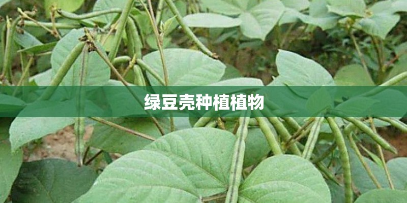 绿豆壳种植植物