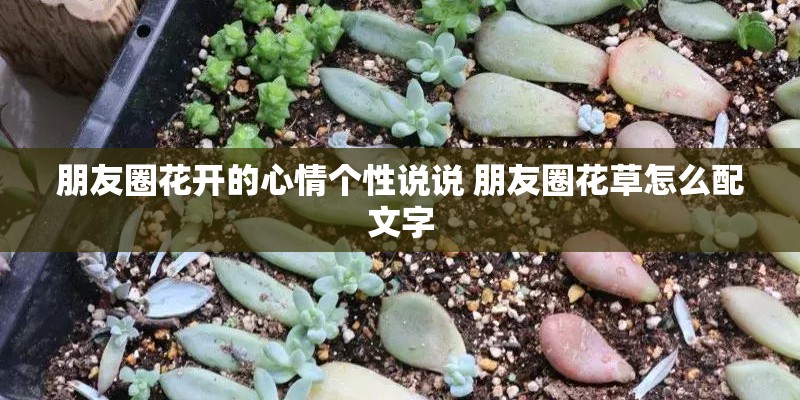 朋友圈花开的心情个性说说 朋友圈花草怎么配文字