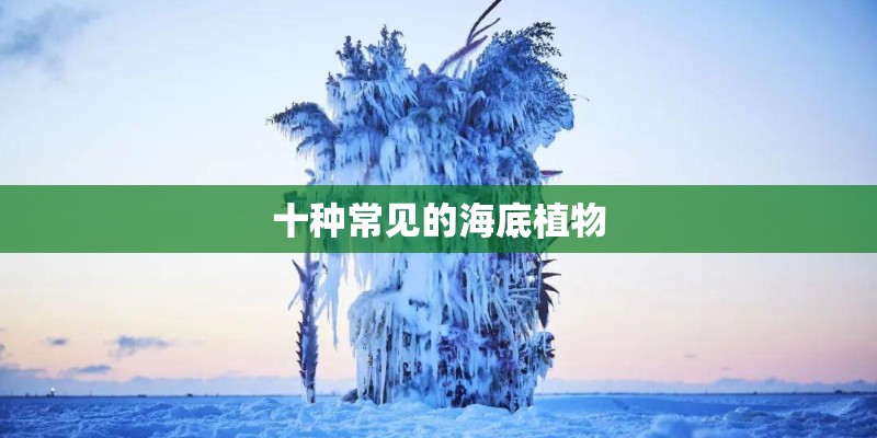 十种常见的海底植物