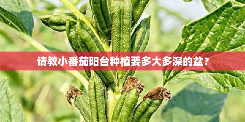 请教小番茄阳台种植要多大多深的盆？
