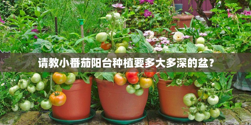 请教小番茄阳台种植要多大多深的盆？