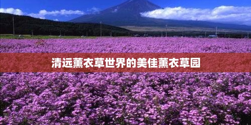 清远薰衣草世界的美佳薰衣草园