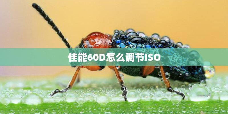 佳能60D怎么调节ISO